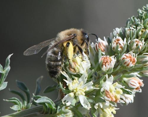 Andrena sp.